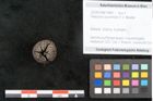 Foto (Objekt + Etikett) von Pleioclinis couchmani F.V. Mueller (NHMW-GEO-2024-0188-10467)